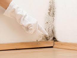 Best Black Mold Removal in USA